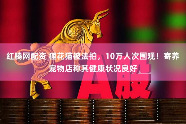 红腾网配资 狸花猫被法拍，10万人次围观！寄养宠物店称其健康状况良好